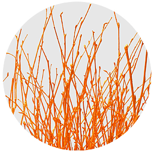 Берёза крашеная оранжевая (Berken painted orange)