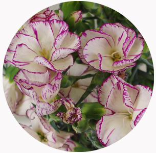 Гвоздика кустовая Соломио (Dianthus Solomio)