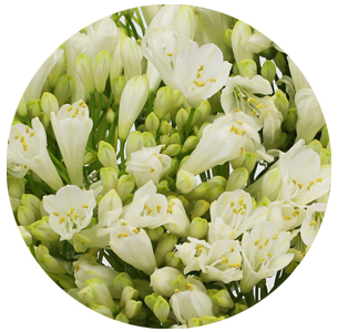 Агапантус белый