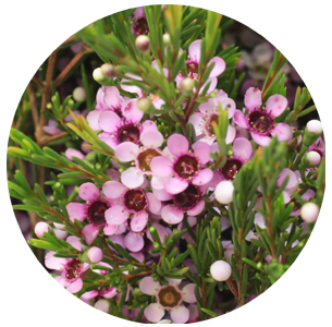 Ваксфлауэр Ники (Niki)