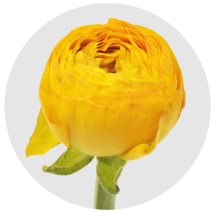 Ранункулус Клуни жёлтый (Clooney Yellow)
