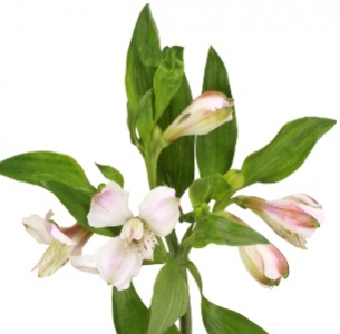 Альстромерия белая