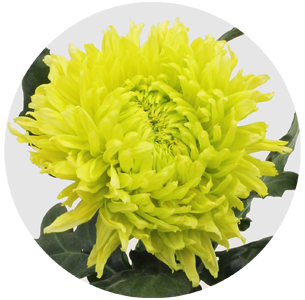 Хризантема одноголовая Грин Вандер (Green Wonder)
