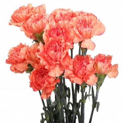 Гвоздика стандарт Раджио ди Соль (Raggio di Sole)