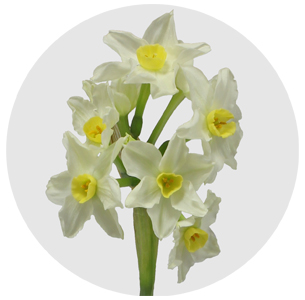 Нарцисс Карлтон (Сarlton)