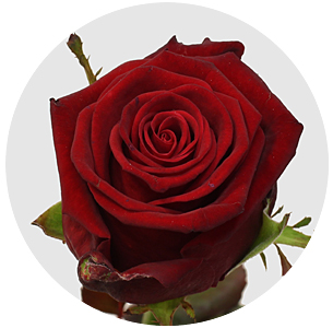 Роза Кон амор (Con Amore)