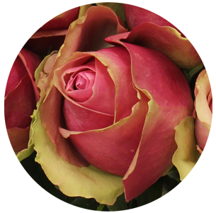 Роза Бельвью (Bellevue)