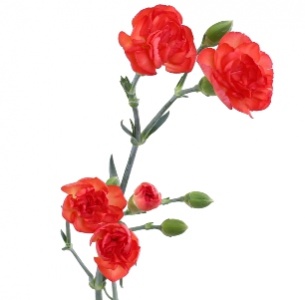 Гвоздика кустовая лососевая