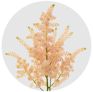 Астильба Европа (Europa)