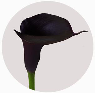 Калла Шварцвальдер (Calla Schwarzwalder)