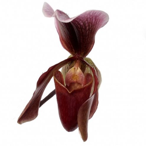 Орхидея Пафиопедилум