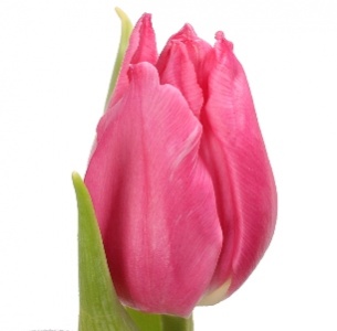 Тюльпан лиловый mix (Lila mix)