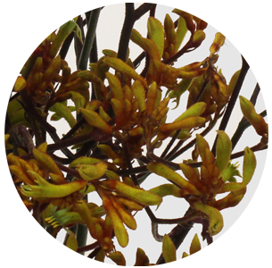 Анигозантос оранжевый (Anigozanthos orange)