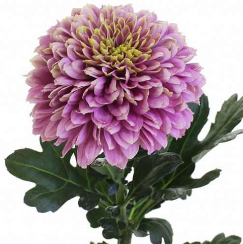 Хризантема одноголовая