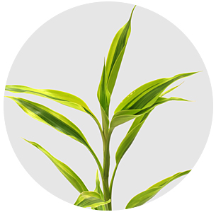 Драцена Сандера Голден (Dracaena sanderiana Golden)