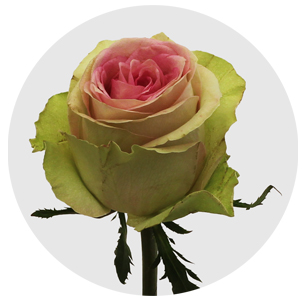 Роза Бриджит Бардо (Brigitte Bardot)