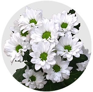 Хризантема кустовая Сантини Баунсер (Santini Bаunser)