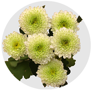 Хризантема кустовая Сантини Соланж (Solange)