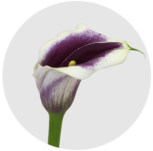 Калла Пикассо (Calla Picasso)