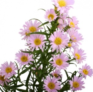 Астра Монте Казино розовая