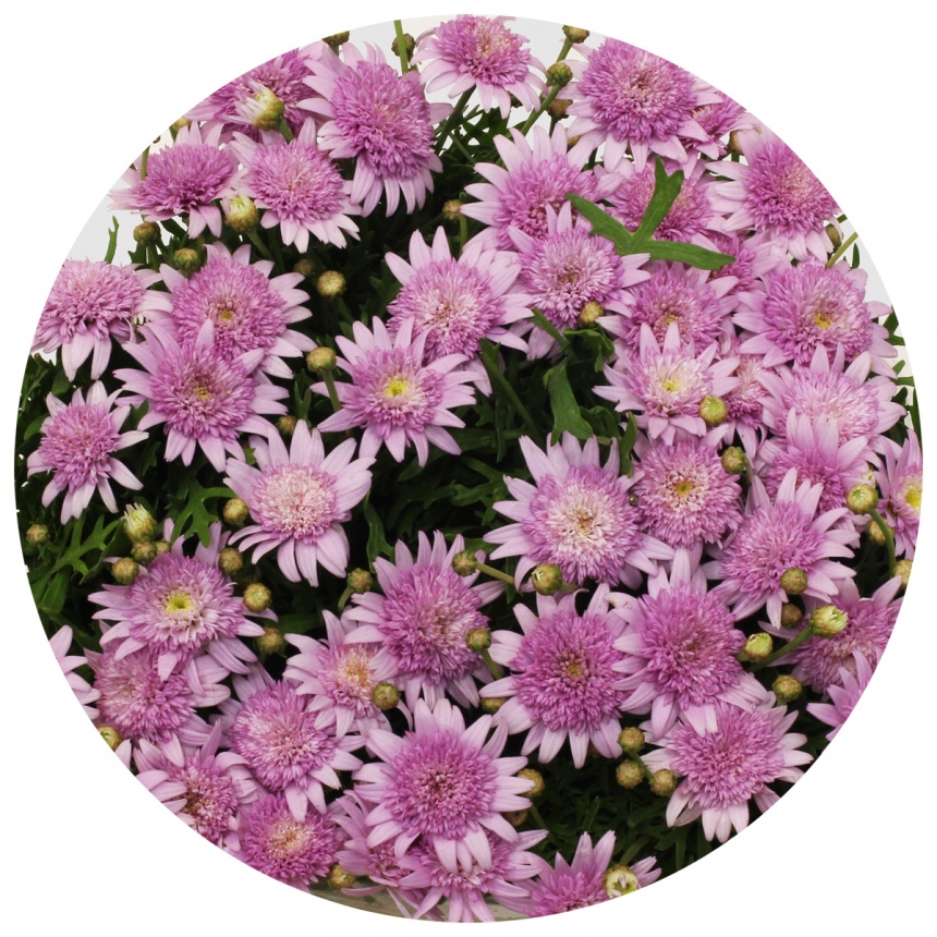Ромашка розовая (Margrieten Pink)