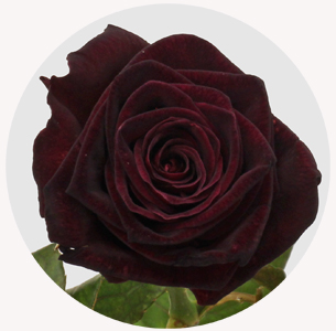 Роза Блэк Баккара (Black Baccara)