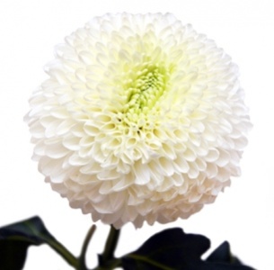 Хризантема одноголовая Боул белая (Boula white)