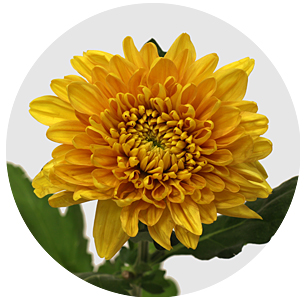 Хризантема одноголовая Уильям Оранж (Willem Orange)