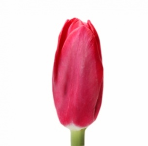 Тюльпан цикламеновый (сyclamen)