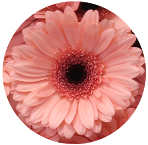 Гербера Скала (Scala)