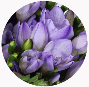 Фрезия синяя