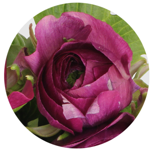 Ранункулус Клуни пурпурный (Clooney Purple)