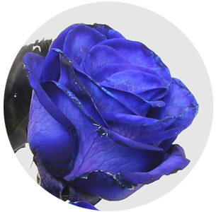 Роза Вендела синяя (Vendela blue) Роза Вендела синяя (Vendela blue)