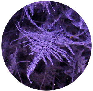 Аспарагус перистый крашеный милка (Asparagus plumosus painted milka)