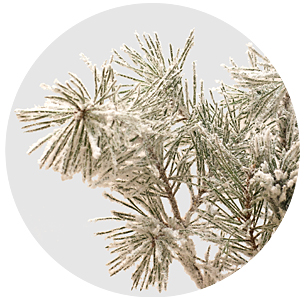 Сосна Гроф заснеженная ( Pinus Grof Snow)