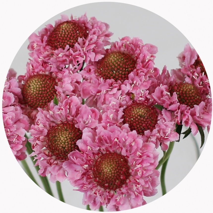 Скабиоза розовая скуп (Scabiosa Pink Marshmallow Scoop)