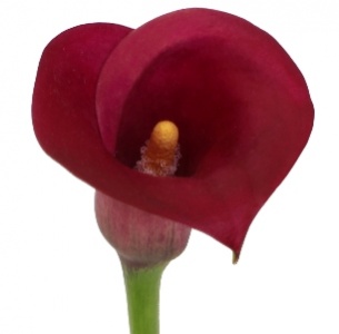 Калла мини бордовая