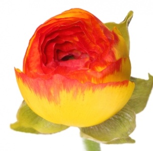 Ранункулус желто-красный