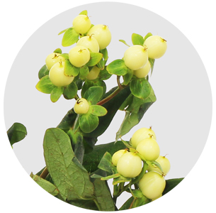 Хиперикум белый