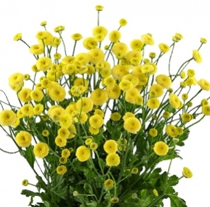 Матрикария желтая