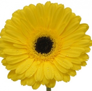 Гербера Хит Вейв (Heat Wave) 