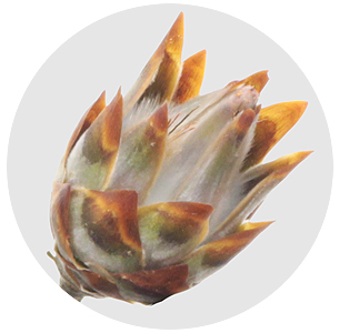 Каапс гроен плюмозум рубрум (Kaaps Groen Plumosum Rubrum)