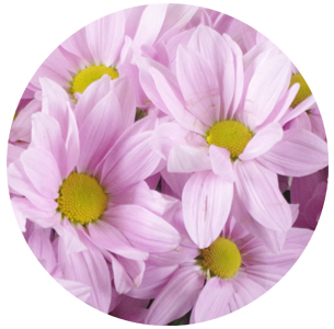  Хризантема кустовая Cофтон (Softone)