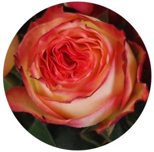 Роза Аттракцион (Attraktion)