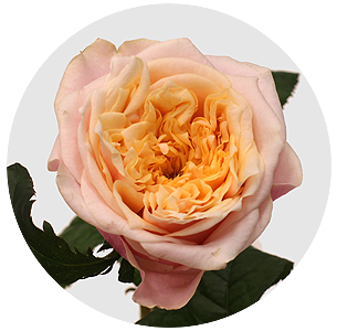 Роза Ноттинг хилл (Notting Hill)