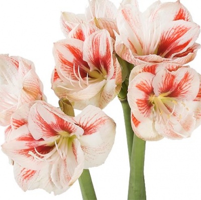 Амариллис бело-красный