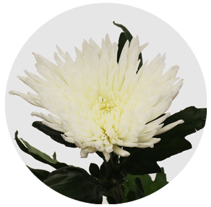 Хризантема одноголовая Анастасия белая (Anastasia white)