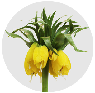 Фритиллярия Персика жёлтая (Fritillaria Persica yellow))