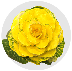 Брассика крашеная Сплэш жёлтая (Splash Yellow)