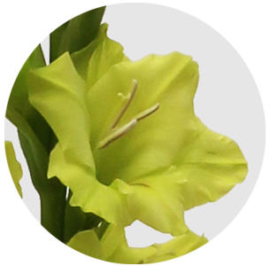 Гладиолус зелёный